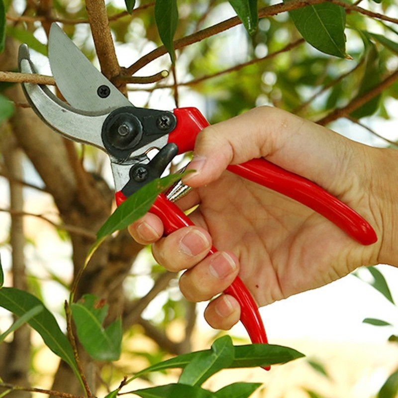Premium Grafting Pruning Shear - Gardening Tools Quality บทวิจารณ์และราคา